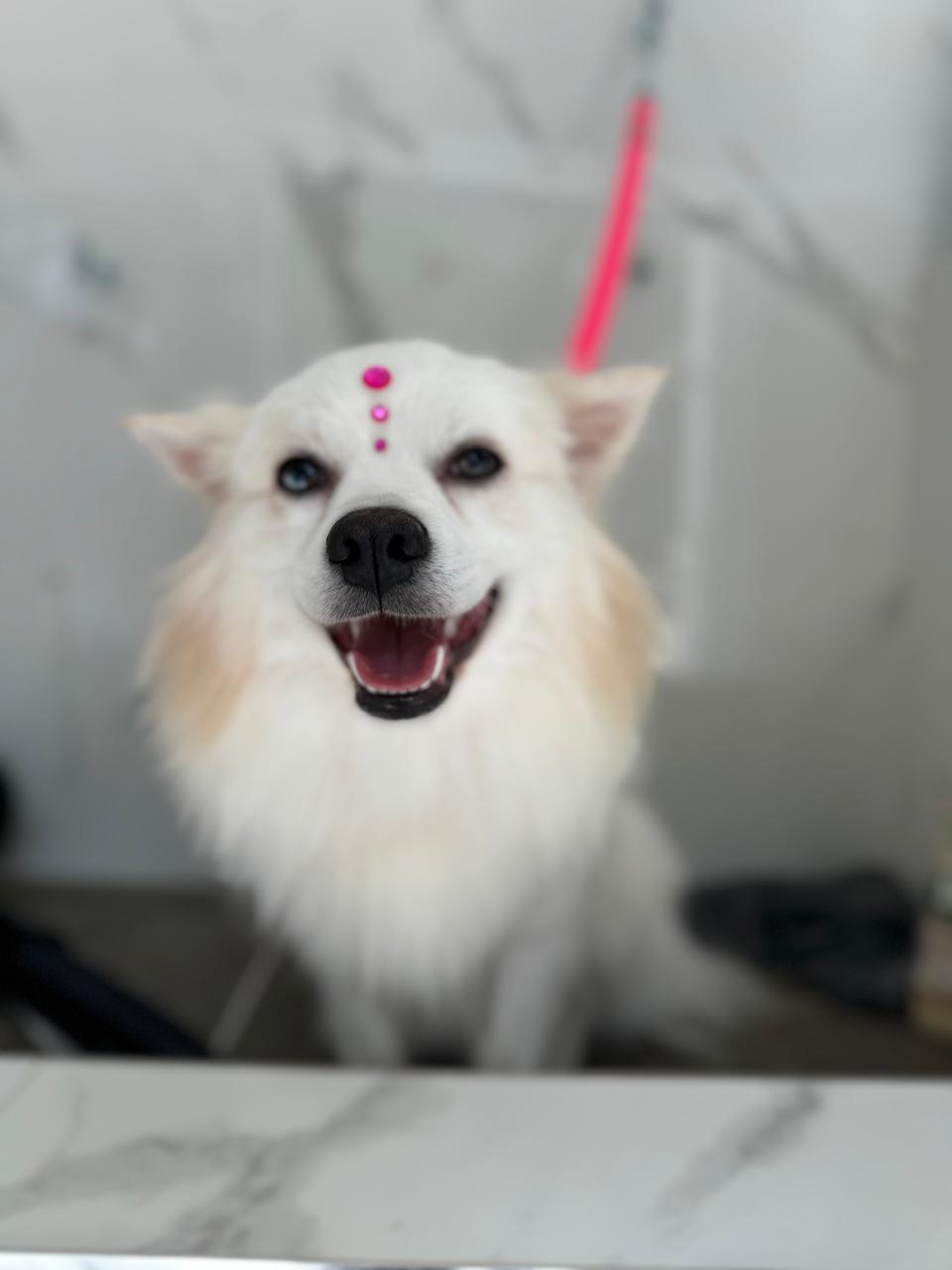 Servicio de urgencias veterinarias 24/7